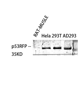 p53RFP rabbit pAb Antibody