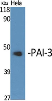 PAI-3 rabbit pAb Antibody