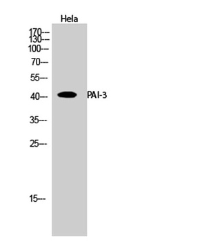 PAI-3 rabbit pAb Antibody