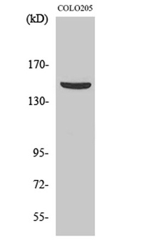 PARD3A rabbit pAb Antibody