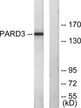 PARD3A rabbit pAb Antibody
