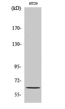 Pax-8 rabbit pAb Antibody