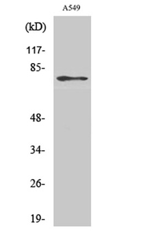 PDE4C rabbit pAb Antibody