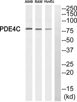 PDE4C rabbit pAb Antibody