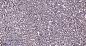 PDE4C rabbit pAb Antibody