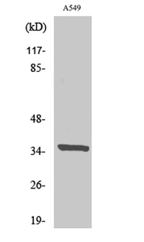 Peroxin 2 rabbit pAb Antibody