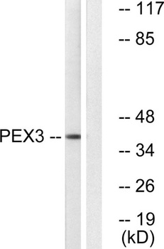 Peroxin 3 rabbit pAb Antibody