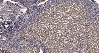 PGRMC2 rabbit pAb Antibody