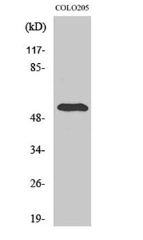pHyde rabbit pAb Antibody