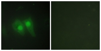 pHyde rabbit pAb Antibody