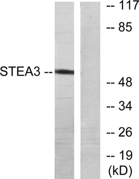 pHyde rabbit pAb Antibody