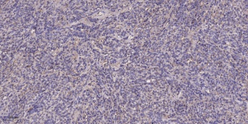 pHyde rabbit pAb Antibody