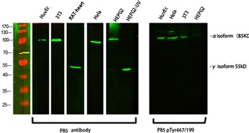 PI 3-kinase p85α/γ rabbit pAb Antibody