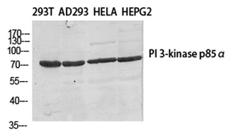 PI 3-kinase p85β rabbit pAb Antibody