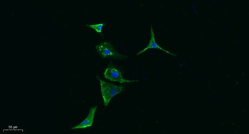 PI-9 rabbit pAb Antibody
