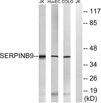PI-9 rabbit pAb Antibody