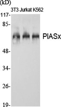 PIASx rabbit pAb Antibody