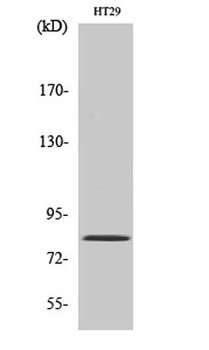 Pinin rabbit pAb Antibody