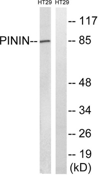 Pinin rabbit pAb Antibody
