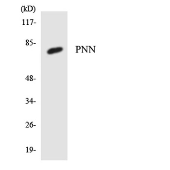 Pinin rabbit pAb Antibody