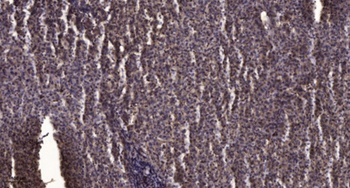 Pinin rabbit pAb Antibody