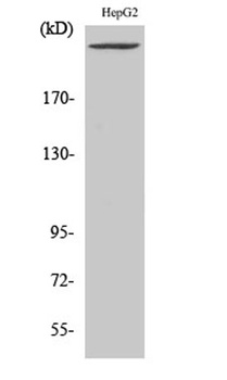 PIP5KIII rabbit pAb Antibody