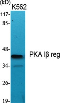 PKA Iβ reg rabbit pAb Antibody