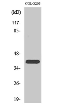 PKA Iβ reg rabbit pAb Antibody
