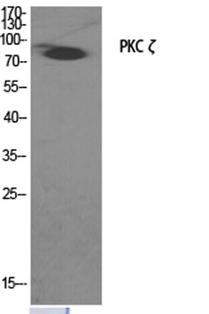 PKC ζ rabbit pAb Antibody
