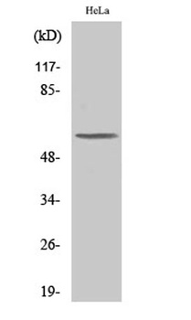 PLK-5 rabbit pAb Antibody