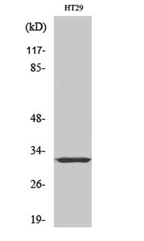 PMEPA1 rabbit pAb Antibody