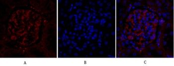 PPAR-γ rabbit pAb Antibody