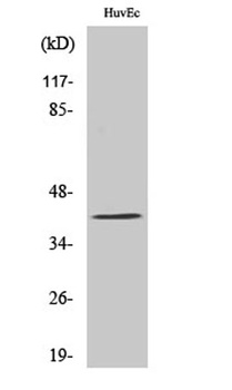 PRDM12 rabbit pAb Antibody