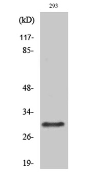 Rab 34 rabbit pAb Antibody