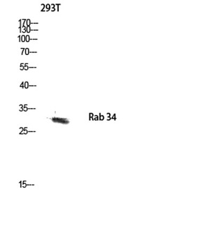 Rab 34 rabbit pAb Antibody