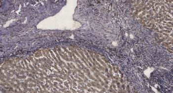 Rab 6C rabbit pAb Antibody