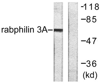 Rabphilin-3A rabbit pAb Antibody