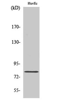 Rad17 rabbit pAb Antibody