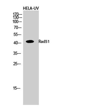 Rad51 rabbit pAb Antibody