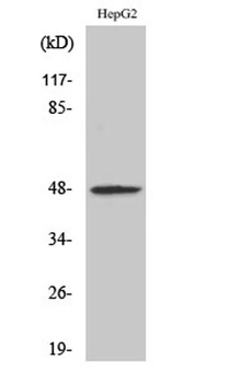 RAGE rabbit pAb Antibody