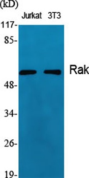 Rak rabbit pAb Antibody