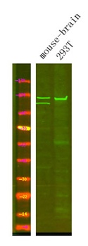 Ran BP-6 rabbit pAb Antibody