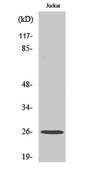 Rap 2C rabbit pAb Antibody