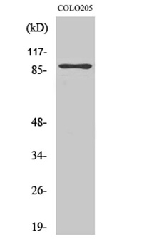 Rap1GAP rabbit pAb Antibody