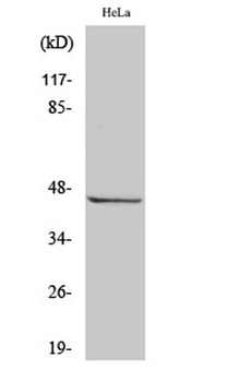 RASSF6 rabbit pAb Antibody