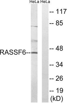 RASSF6 rabbit pAb Antibody