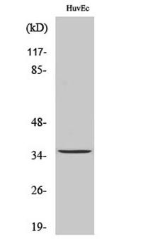 RECS1 rabbit pAb Antibody