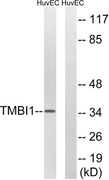 RECS1 rabbit pAb Antibody