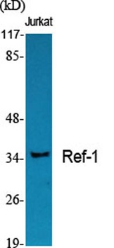 Ref-1 rabbit pAb Antibody