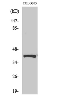Renin Receptor rabbit pAb Antibody